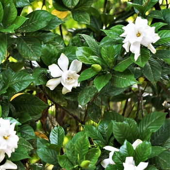 Gardenia augusta