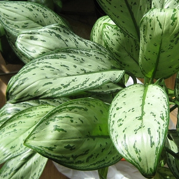 Aglaonema