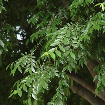 Ulmus parvifolia 'Drake'