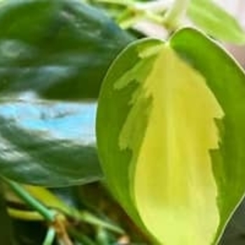 Philodendron hederaceum 'Brasil' 