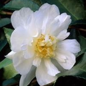 Camellia 'Winter's Snowman' USPP29866P2