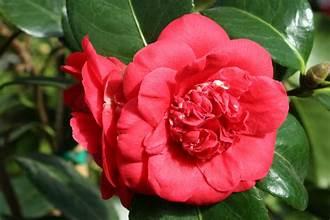 Camellia japonica 'April Tryst' 