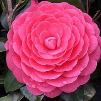 Camellia japonica 'Jacks' 