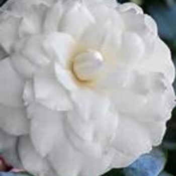 Camellia japonica 'Margie' 