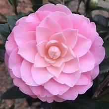 Camellia japonica 'Pink Perfection' 