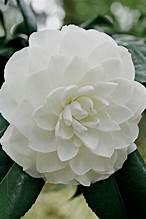 Camellia japonica 'White by the Gate' 