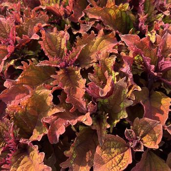Coleus scutellarioides 'Mohave Sunrise' 