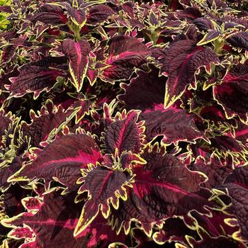 Coleus scutellarioides TerraScape™ 'Queen' (313064)