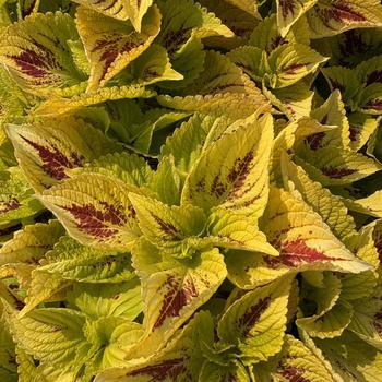 Coleus 'Lemon Zest' 