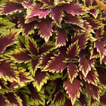 Coleus 'Calvados'