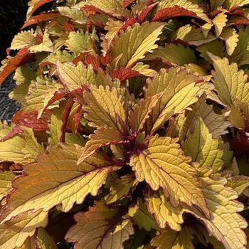 Coleus 'Butterscotch' 