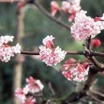 Viburnum x bodnantense 'Pink Dawn' 