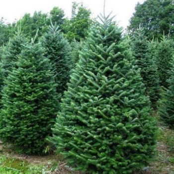 Abies balsamea