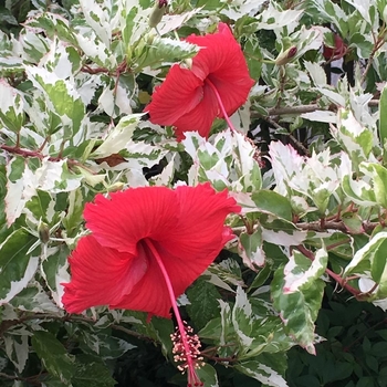 Hibiscus rosa-sinensis 'Snow Queen' 