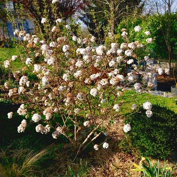 Viburnum x burkwoodii