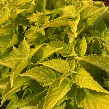 Coleus scutellarioides 'Lime Time™' PP27140