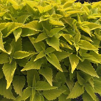 Coleus scutellarioides ColorBlaze® 'Lime Time™' (313124)