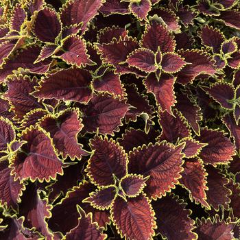 Coleus scutellarioides 'Wicked Witch™' PP26,665