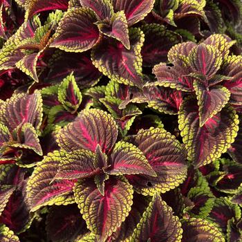 Coleus scutellarioides ColorBlaze&reg; 'Torchlight&trade;' (313126)