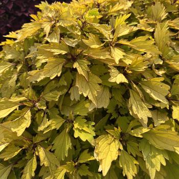 Coleus scutellarioides