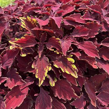 Coleus scutellarioides 'Royale Cherry Brandy™' PP20290P3