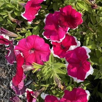 Petunia 'Mistral Picotee Rose'