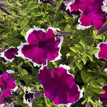 Petunia 'Mistral Picotee Purple'