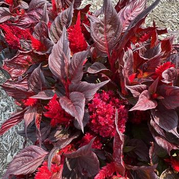 Celosia plumosa nana 'Burning Embers' 