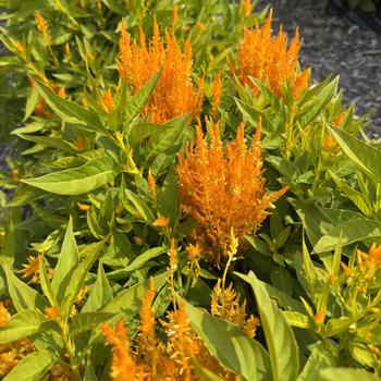 Celosia plumosa 'Flamma Golden' 