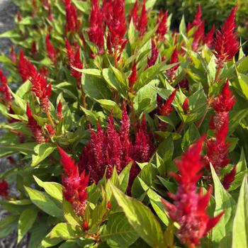Celosia plumosa 'Flamma Red' 