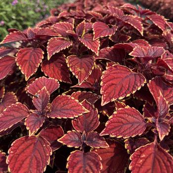 Coleus PartyTime™ '' (313139)