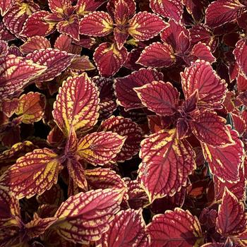 Coleus
