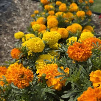 Tagetes erecta 'Proud Mari Mix'