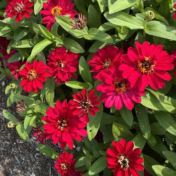 Zinnia 'Double Hot Cherry'