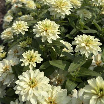 Zinnia Profusion '' (313144)