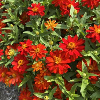 Zinnia 'Fire'