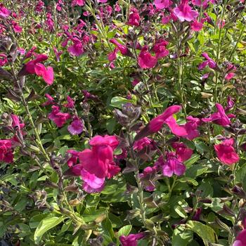 Salvia 'Tanami Purple'