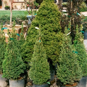 Picea glauca var. conica 'MonRon' 10,032,737