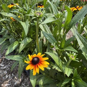 Rudbeckia 'Suntacular' (313156)