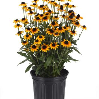 Rudbeckia 'Suntacular' (313157)