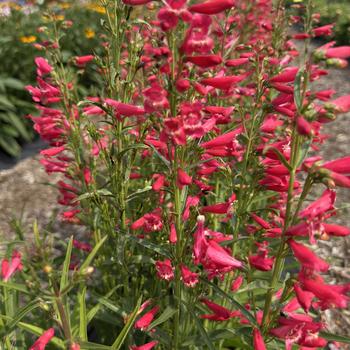 Penstemon barbatus