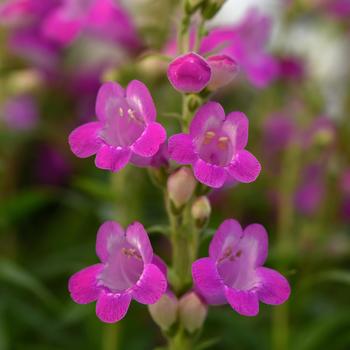 Penstemon parryi 'Balmounfusia' PPAF