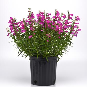 Penstemon parryi Mountain Treats™ '' (313162)