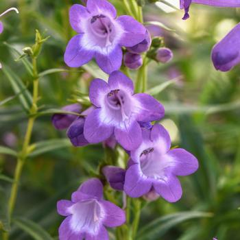 Penstemon parryi 'Balmounlav' PPAF