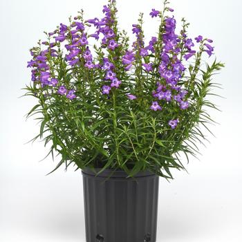 Penstemon parryi Mountain Treats™ '' (313165)