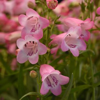 Penstemon parryi Mountain Treats™ '' (313167)
