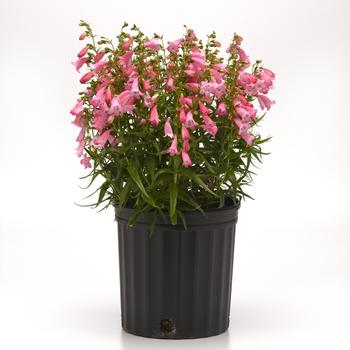 Penstemon parryi Mountain Treats™ '' (313168)
