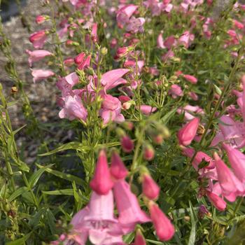 Penstemon parryi 'Balmounlipi'