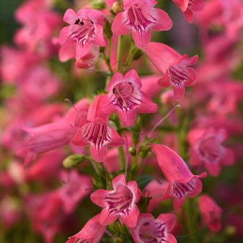 Penstemon parryi Mountain Treats™ '' (313170)