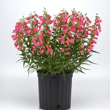 Penstemon parryi Mountain Treats™ '' (313171)